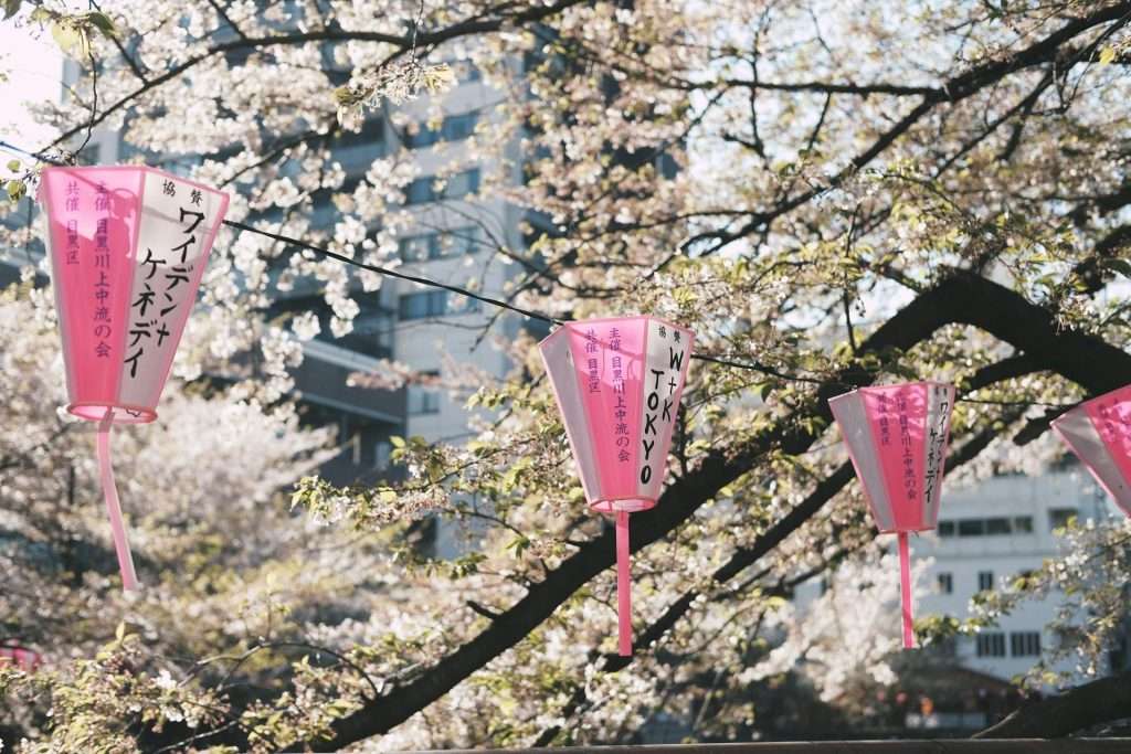 Quintus Scholars Tokyo Cherry Blossoms
